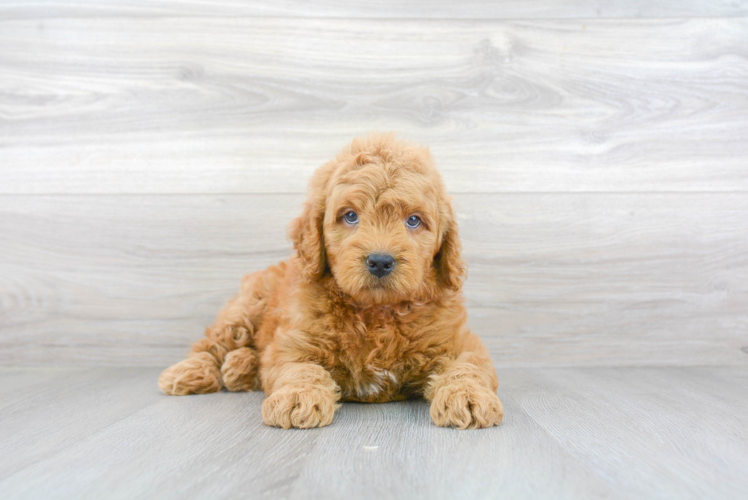 Meet Alpha - our Mini Goldendoodle Puppy Photo 1/3 - Florida Fur Babies