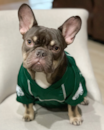 Puppy For Sale - Florida Fur Babies Puppy For Sale - Florida Fur Babies