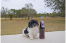 Meet Dawn - our Havanese Puppy Photo 1/3 - Florida Fur Babies