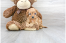 Meet Natalia - our Cavapoo Puppy Photo 2/3 - Florida Fur Babies