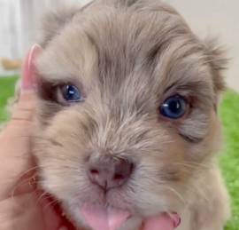 Havanese Poodle Puppies For Sale - Florida Fur Babies