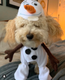 Cute Poochon Pup Cute Poochon Pup