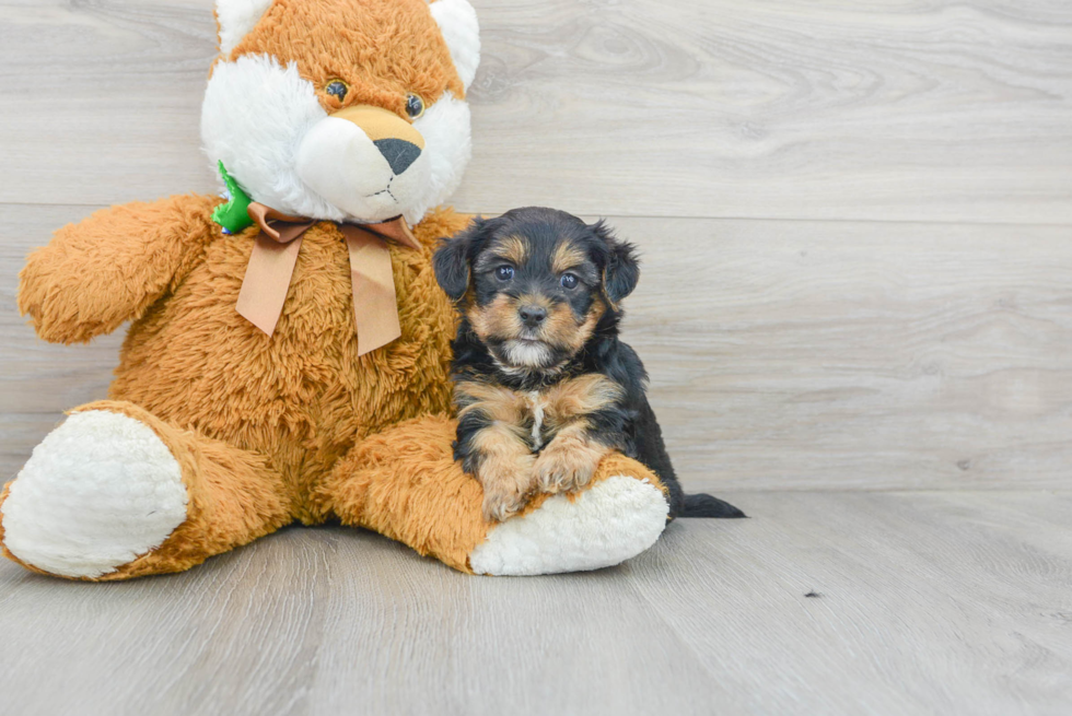 Meet Gregory - our Yorkie Poo Puppy Photo 1/3 - Florida Fur Babies