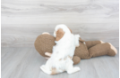 Meet Poet - our Cavalier King Charles Spaniel Puppy Photo 3/3 - Florida Fur Babies