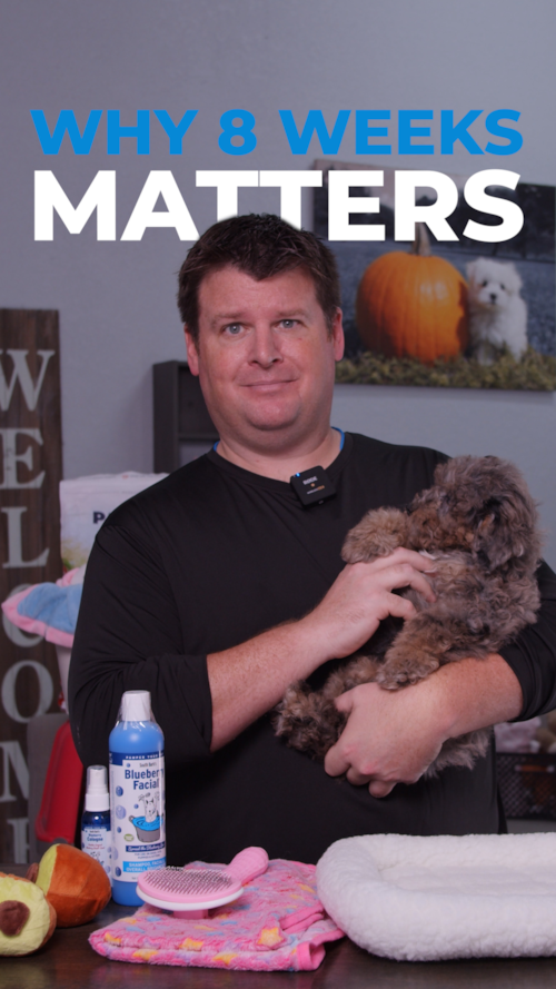 Florida Fur Babies Can I get my puppy earlier than 8 weeks?  Trending Video