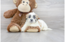 Meet Emerson - our Teddy Bear Puppy Photo 1/3 - Florida Fur Babies
