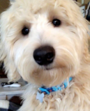 Cute Mini Goldendoodle Poodle Mix Pup Cute Mini Goldendoodle Poodle Mix Pup