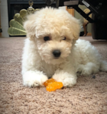 Cute Maltipoo Pup Cute Maltipoo Pup