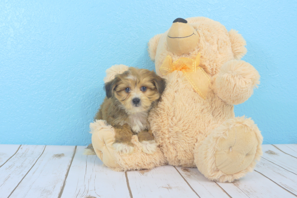 Meet Latte - our Morkie Puppy Photo 2/4 - Florida Fur Babies