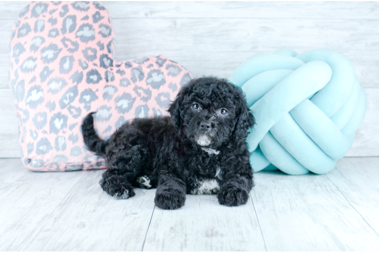 Meet  Cookie - our Cavapoo Puppy Photo 1/4 - Florida Fur Babies