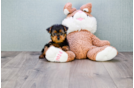 Meet Harper - our Yorkshire Terrier Puppy Photo 3/4 - Florida Fur Babies