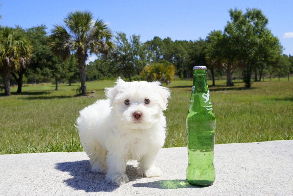 Meet Trent - our Havanese Puppy Photo 3/3 - Florida Fur Babies