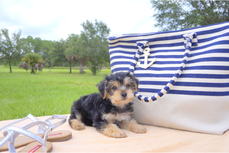 Meet  Rio - our Morkie Puppy Photo 1/4 - Florida Fur Babies