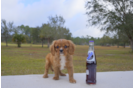 Meet Alpha - our Cavalier King Charles Spaniel Puppy Photo 2/2 - Florida Fur Babies