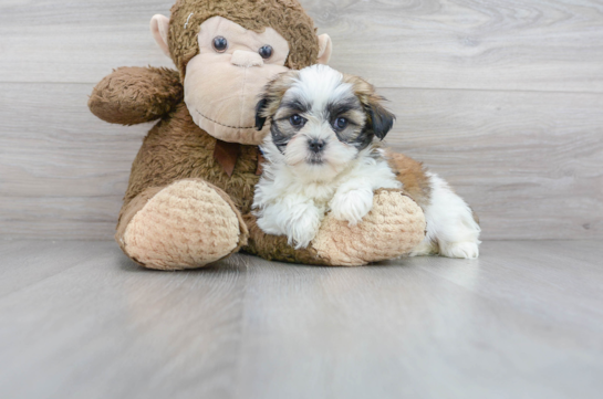 14 week old Teddy Bear Puppy For Sale - Florida Fur Babies