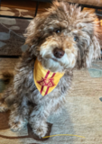 Cute Labrador Poodle Mix Pup Cute Labrador Poodle Mix Pup