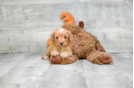Meet  Freddy - our Cavapoo Puppy Photo 2/3 - Florida Fur Babies