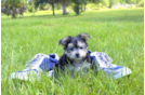 Meet Magnus - our Morkie Puppy Photo 1/4 - Florida Fur Babies