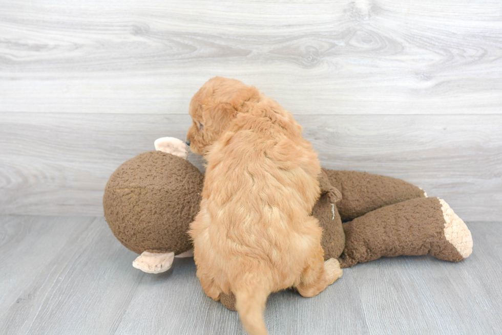 Meet Crystal - our Mini Goldendoodle Puppy Photo 3/3 - Florida Fur Babies