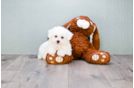 Meet Ichabod - our Bichon Frise Puppy Photo 2/3 - Florida Fur Babies