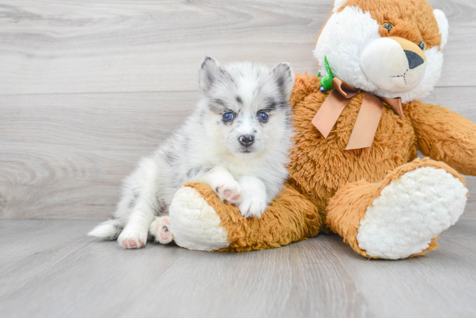 Meet Luci - our Pomsky Puppy Photo 2/3 - Florida Fur Babies