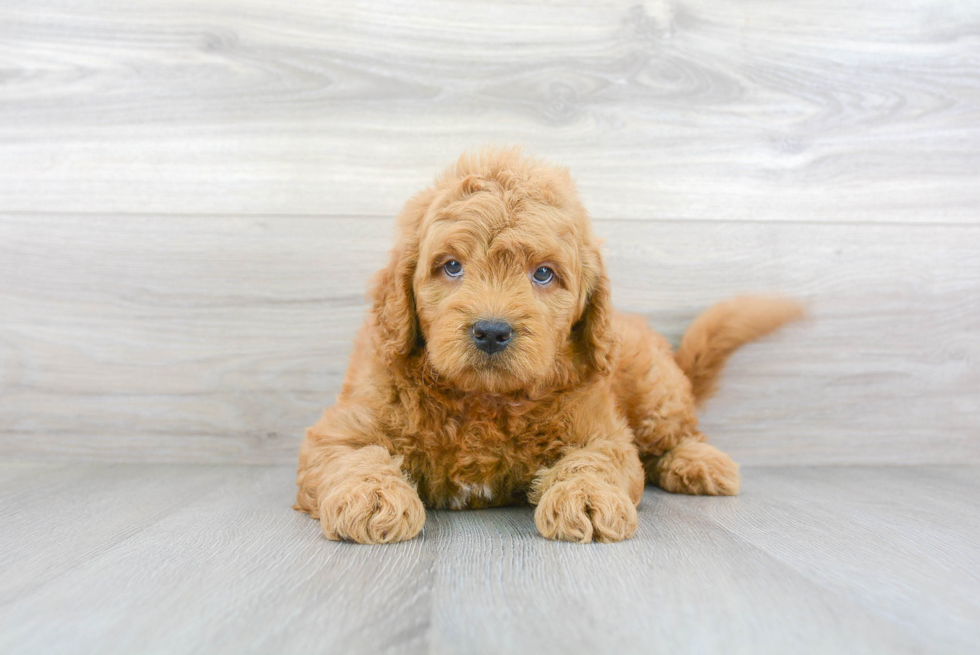 Meet Alpha - our Mini Goldendoodle Puppy Photo 2/3 - Florida Fur Babies