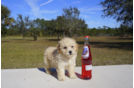 Meet Zelly - our Maltipoo Puppy Photo 3/3 - Florida Fur Babies