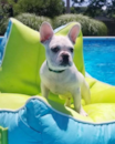 Puppy For Sale - Florida Fur Babies Puppy For Sale - Florida Fur Babies