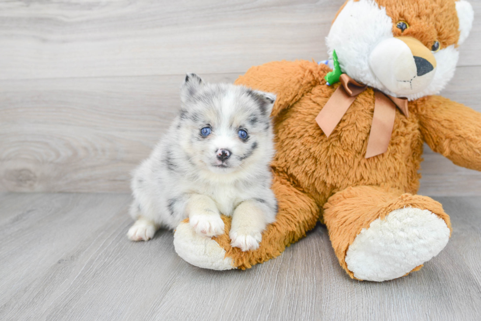 Meet Lexi - our Pomsky Puppy Photo 1/3 - Florida Fur Babies