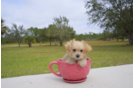 Meet Clove - our Morkie Puppy Photo 2/5 - Florida Fur Babies