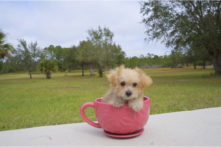 Meet Clove - our Morkie Puppy Photo 2/5 - Florida Fur Babies