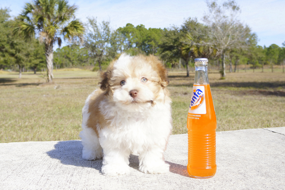 Meet James - our Havanese Puppy Photo 3/6 - Florida Fur Babies