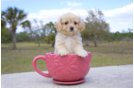 Meet  Elizabeth - our Cavapoo Puppy Photo 1/5 - Florida Fur Babies