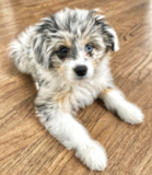Cute Aussiechon Designer Pup Cute Aussiechon Designer Pup