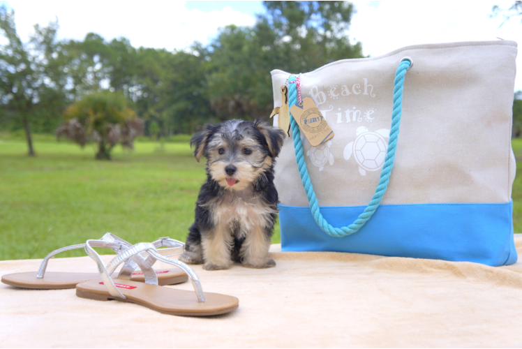 Meet Laura - our Morkie Puppy Photo 3/4 - Florida Fur Babies