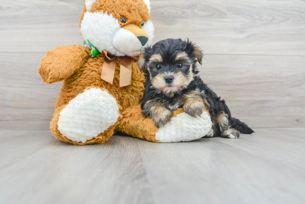 Meet Chase - our Morkie Puppy Photo 1/2 - Florida Fur Babies