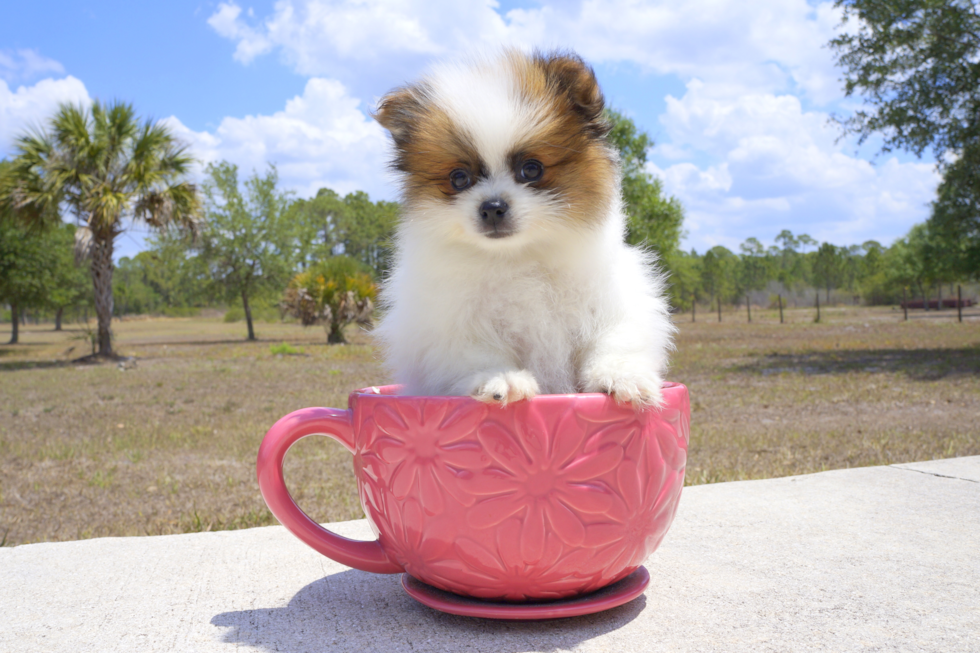 Meet Aims - our Pomeranian Puppy Photo 2/3 - Florida Fur Babies