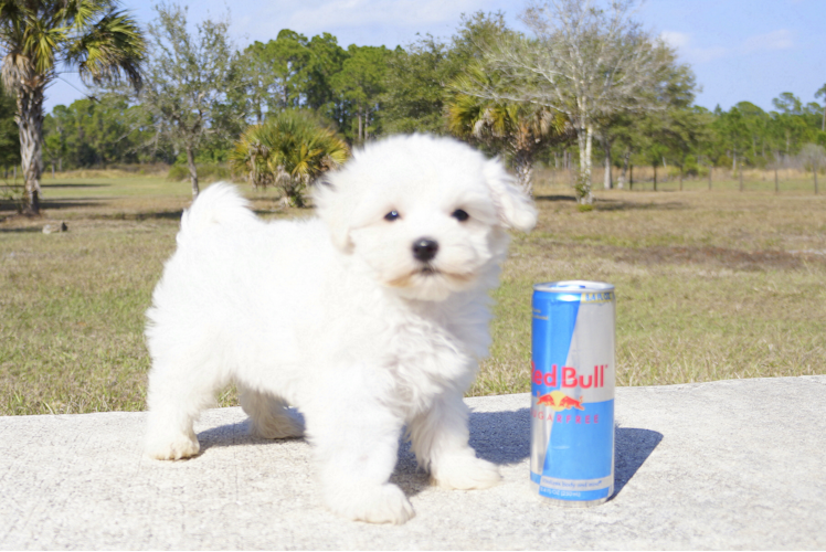 Meet Rascal  - our Maltese Puppy Photo 3/6 - Florida Fur Babies