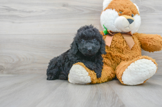 14 week old Mini Goldendoodle Puppy For Sale - Florida Fur Babies