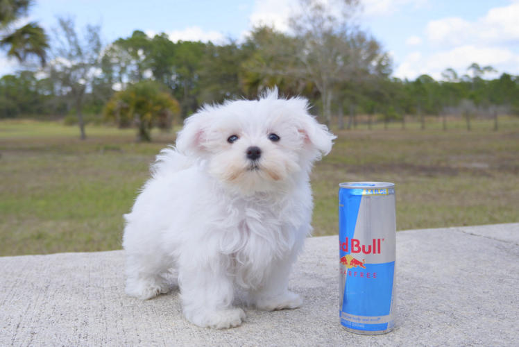 Meet Cuti Pie - our Maltese Puppy Photo 1/4 - Florida Fur Babies