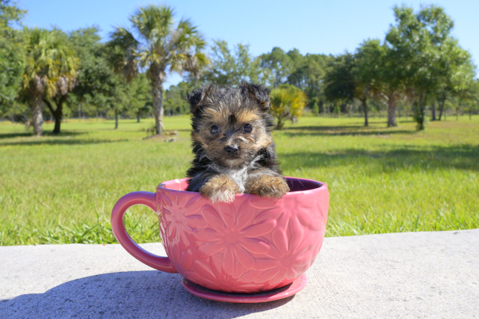 Meet Yasmin - our Yorkie Poo Puppy Photo 1/2 - Florida Fur Babies