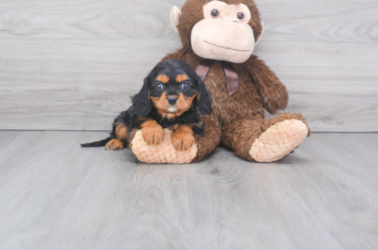 14 week old Cavalier King Charles Spaniel Puppy For Sale - Florida Fur Babies