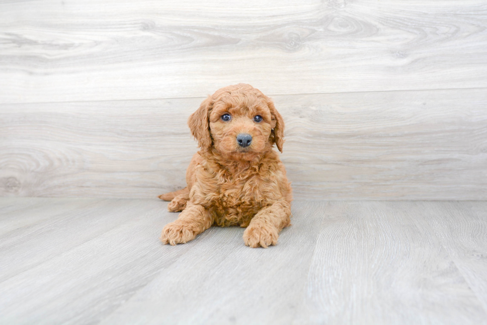 Meet Hardy - our Mini Goldendoodle Puppy Photo 1/3 - Florida Fur Babies