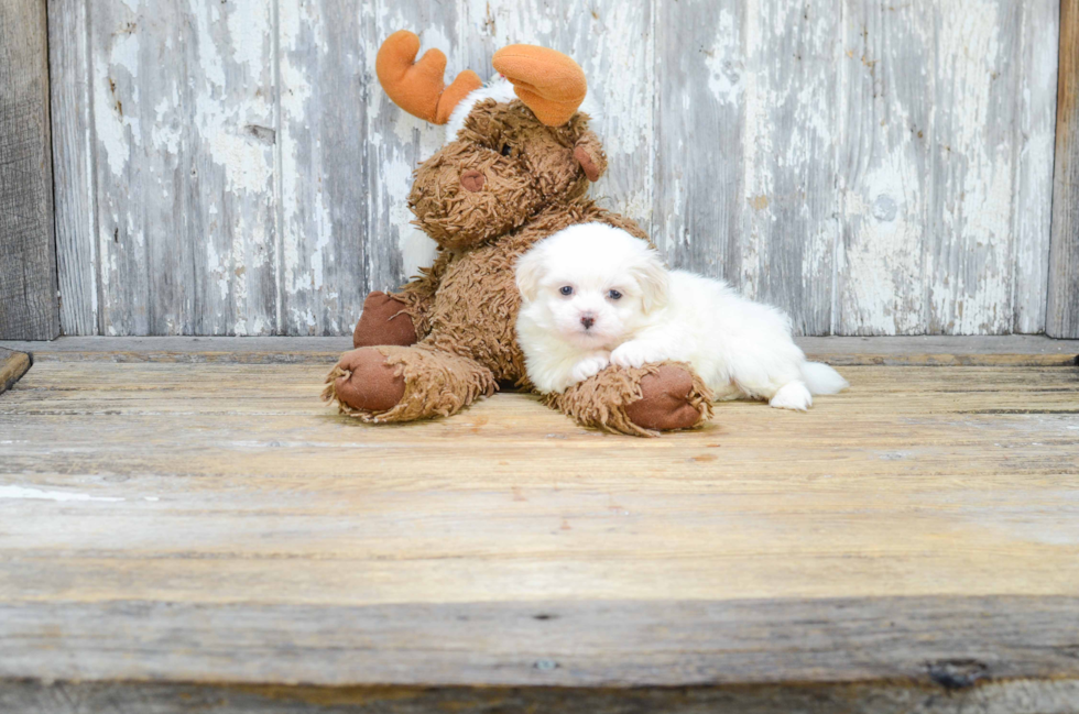 Meet Rucker - our Teddy Bear Puppy Photo 3/3 - Florida Fur Babies