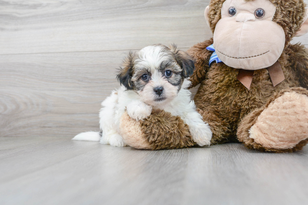 Meet Janet - our Teddy Bear Puppy Photo 2/3 - Florida Fur Babies