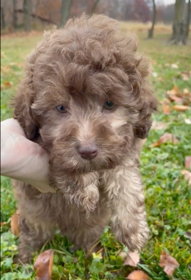Cute Labrapoo Poodle Mix Pup