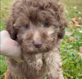 Labrapoo Puppies For Sale - Florida Fur Babies