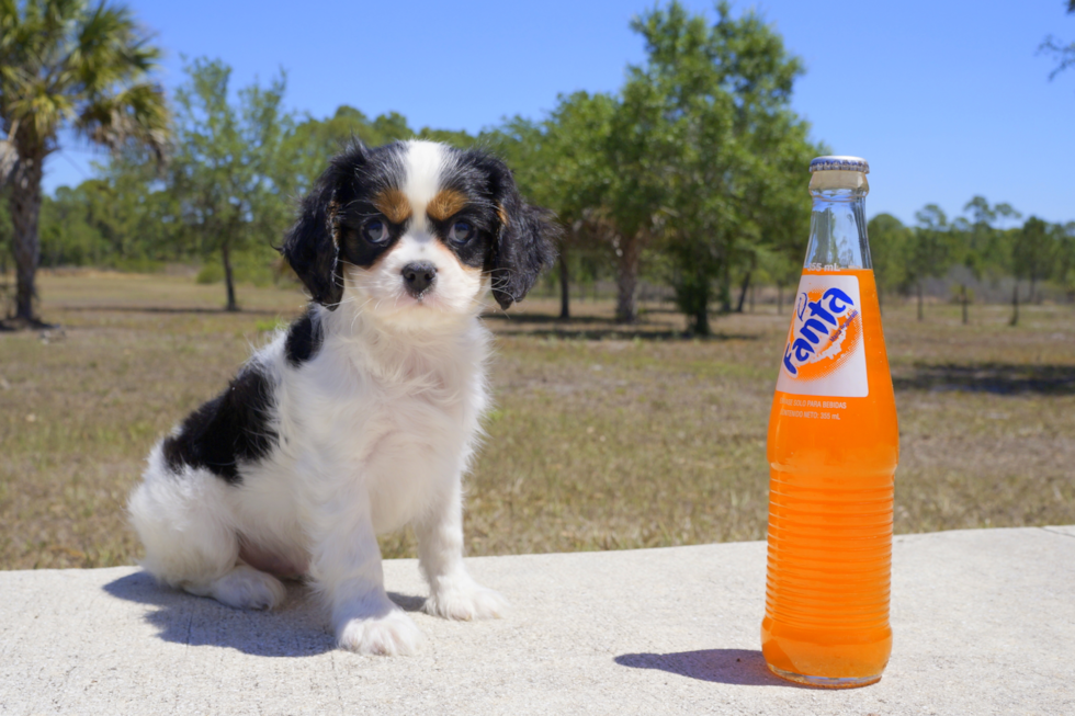 Meet Preston - our Cavalier King Charles Spaniel Puppy Photo 3/4 - Florida Fur Babies