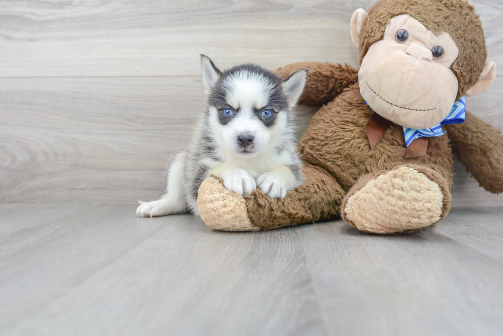 Meet Selma - our Pomsky Puppy Photo 2/3 - Florida Fur Babies