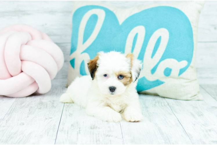 Meet  Cleo - our Teddy Bear Puppy Photo 1/4 - Florida Fur Babies